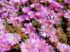 Drosanthemum floribundum