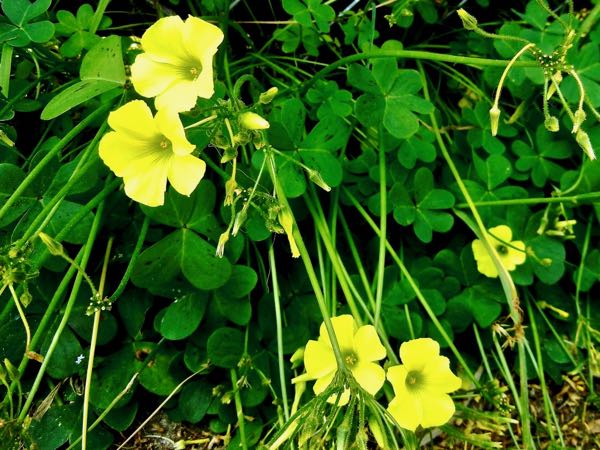 Oxalis pes-caprae