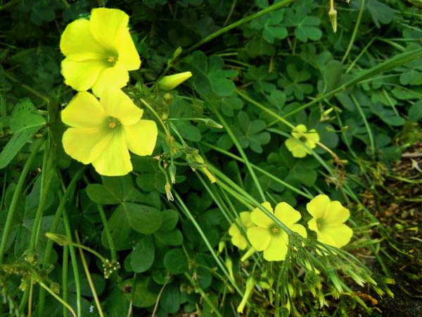 Oxalis pes-caprae, Oxalidaceae