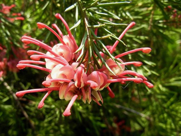 Grevillea-rosmarinifolia-7933 | Online Flower Garden Grevillea rosmarinifolia