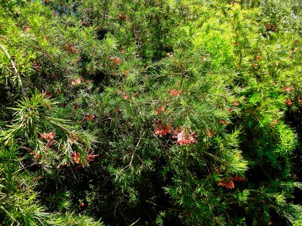 Grevillea-rosmarinifolia-7934 | Online Flower Garden Grevillea rosmarinifolia