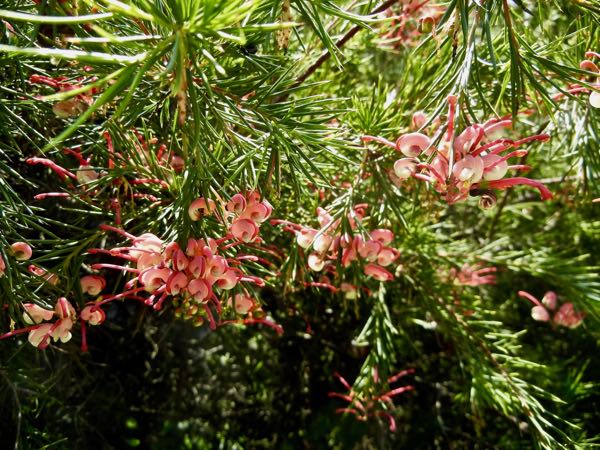 Grevillea-rosmarinifolia-7935 | Online Flower Garden Grevillea rosmarinifolia