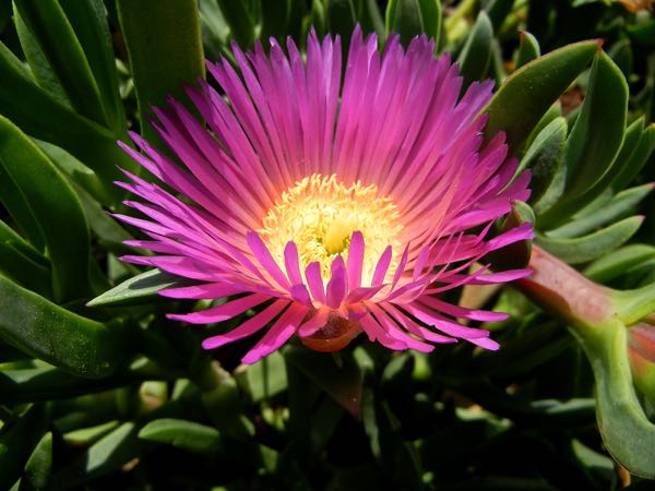 Aizoaceae Carpobrotus edulis | Online Flower Garden