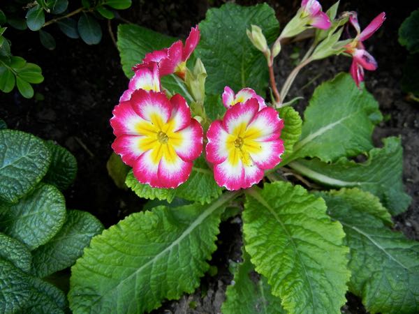 primrose7959 | Online Flower Garden Primula vulgaris