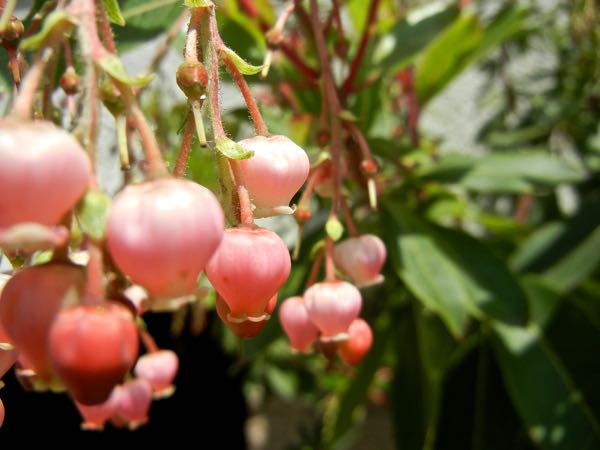 arbutus-unedo7970 | Online Flower Garden Arbutus Unedo