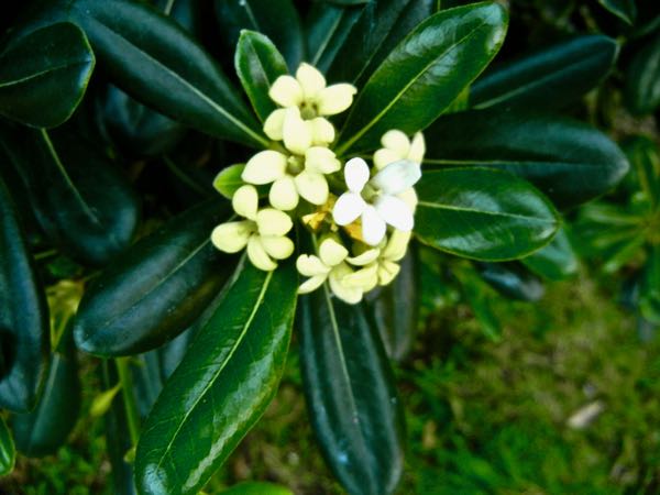 Pittosporum tobira