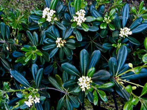 Pittosporum tobira