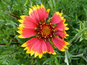 Gaillardia aristata ‘Arizona Sun’ | Online Flower Garden