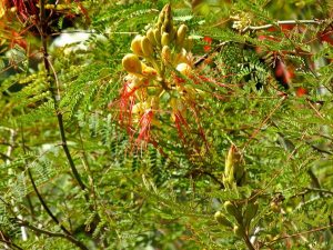 Caesalpinia gilliesii | Online Flower Garden