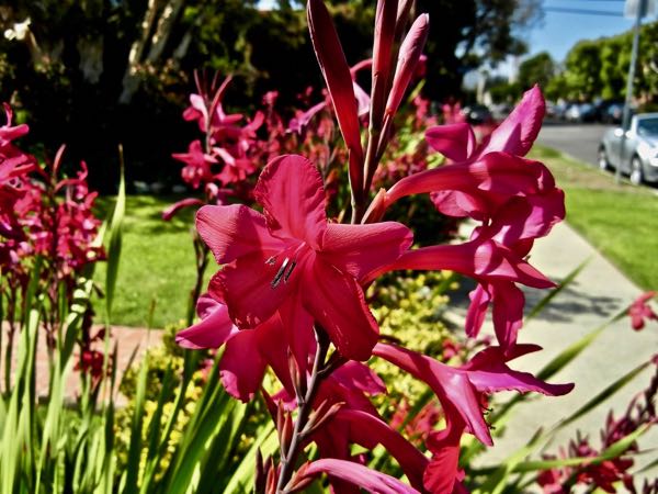 Gladiolus communis subsp. byzantinus