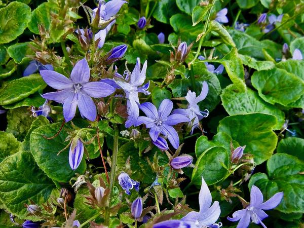 Campanula-portenschlagiana | Online Flower Garden Campanula portenschlagiana