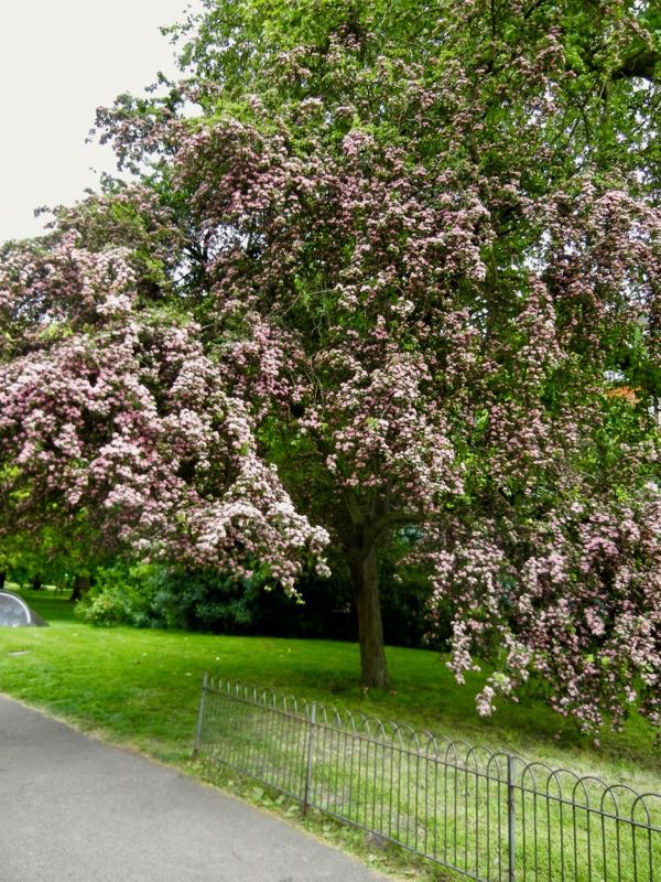 Crataegus laevigata 'Paul’s Scarlet'