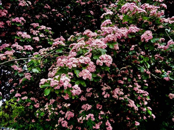 Crataegus laevigata 'Paul’s Scarlet'