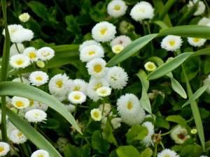 Bellis Perennis 'Galaxy White' | Online Flower Garden