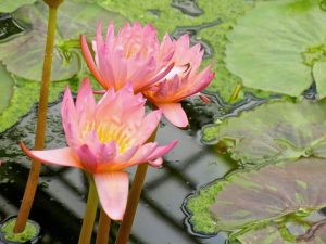 Nymphaea 'Tropic Sunset'