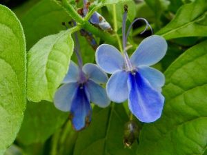 Rotheca myricoides 'Ugandense'