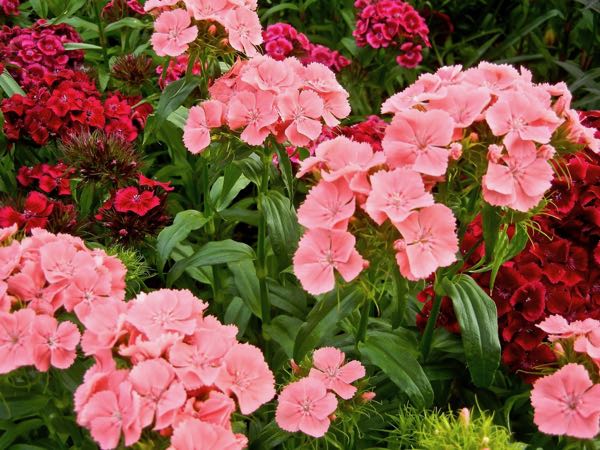 Dianthus-barbatus-8331 | Online Flower Garden Dianthus barbatus