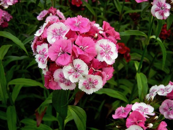Dianthus-barbatus-8332 | Online Flower Garden Dianthus barbatus
