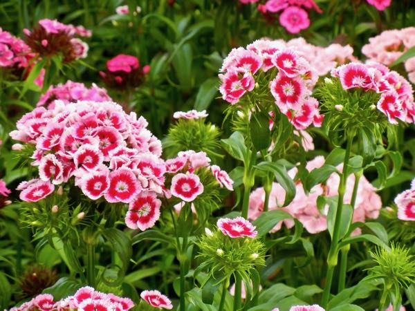Dianthus-barbatus-8333 | Online Flower Garden Dianthus barbatus