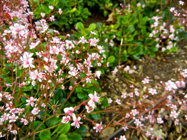 Saxifraga-spathularis-8341 | Online Flower Garden Saxifraga spathularis