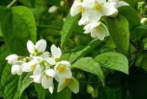 Philadelphus lewisii