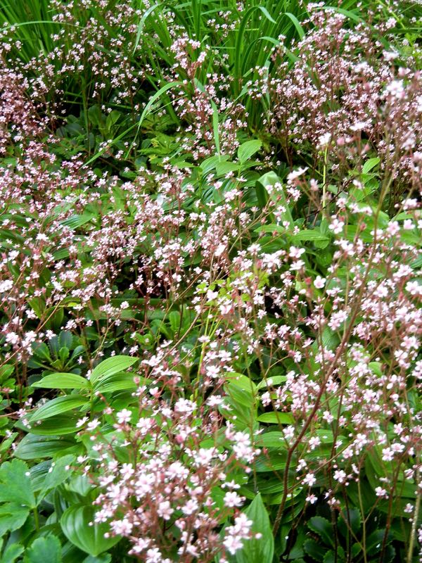 Saxifraga-spathularis-8355 | Online Flower Garden Saxifraga spathularis