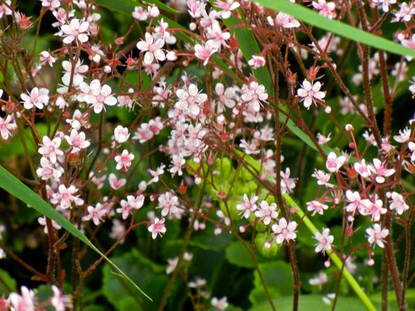Saxifraga-spathularis-8357 | Online Flower Garden Saxifraga spathularis