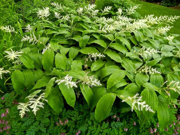 Maianthemum-racemosum8370 | Online Flower Garden Maianthemum racemosum | Online Flower Garden