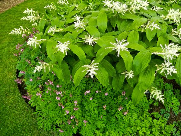 Maianthemum-racemosum8371 | Online Flower Garden Maianthemum racemosum | Online Flower Garden
