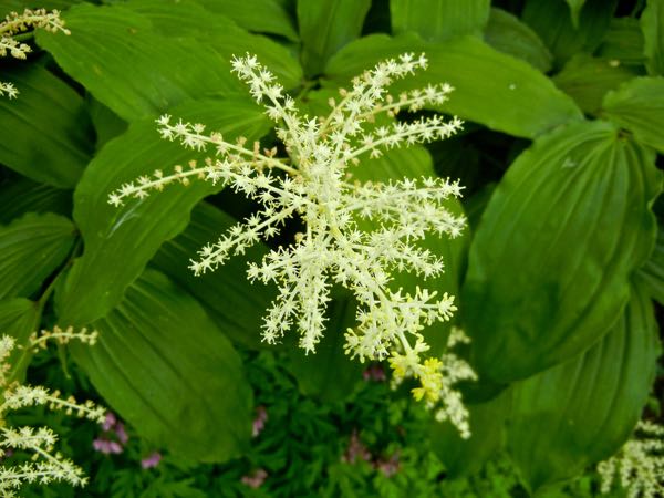 Maianthemum-racemosum8372 | Online Flower Garden Maianthemum racemosum | Online Flower Garden