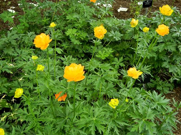 Trollius altaicus