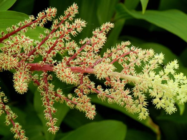 Maianthemum-racemosum8389 | Online Flower Garden Maianthemum racemosumMaianthemum racemosum | Online Flower Garden