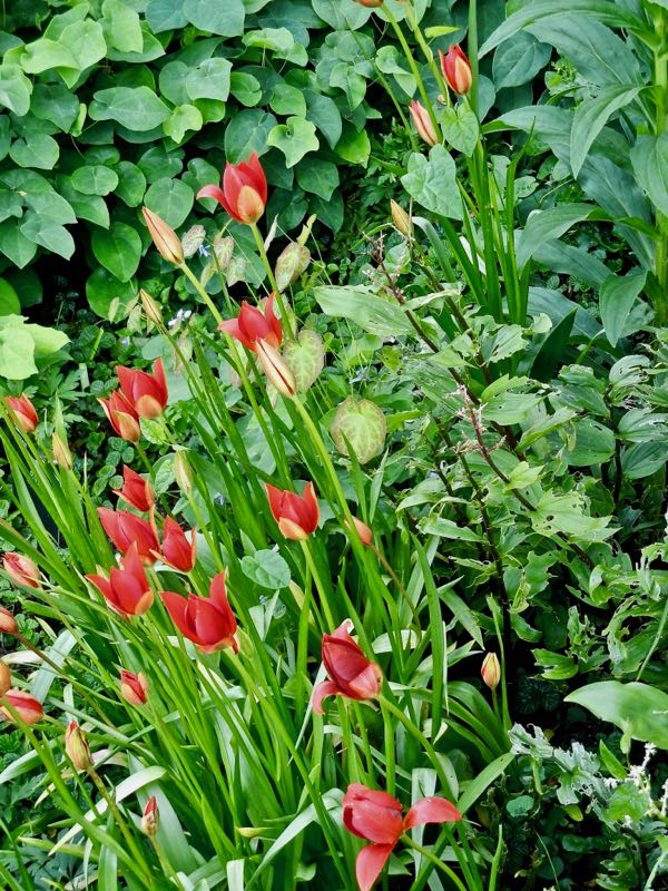 Tulipa sprengeri