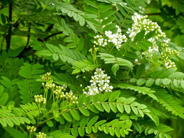 Rosaceae Sorbus koehneana