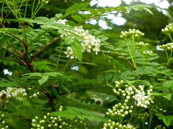 Sorbus-koehneana-8397 | Online Flower Garden Sorbus koehneana