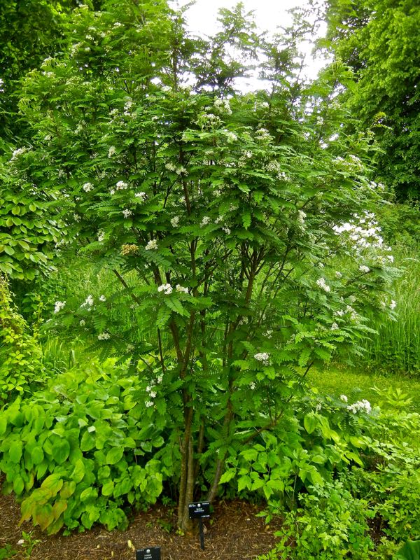 Sorbus-koehneana-8398 | Online Flower Garden Sorbus koehneana
