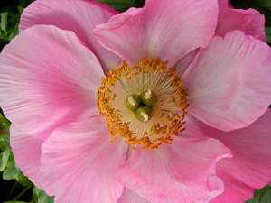 Paeonia 'Honor' © onlineflowergarden.com