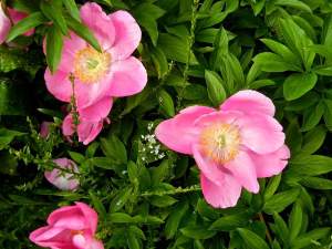 Paeonia 'Honor' | Online Flower Garden