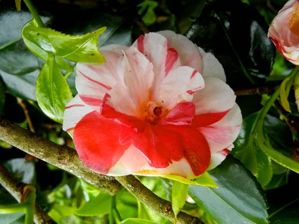 angela-cocchi-8407 | Online Flower Garden Camellia japonica 'Angela Cocchi'