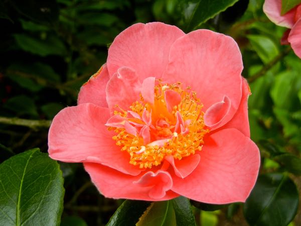 Camellia japonica 'Mrs. Swan'