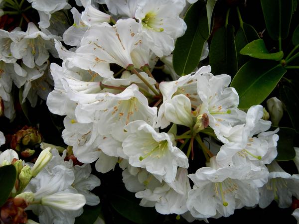 Rhododendron maximum