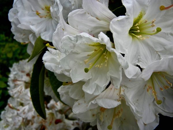 Rhododendron maximum