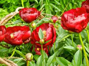 Paeonia broteri 'Buckeye Belle' © onlineflowergarden.com