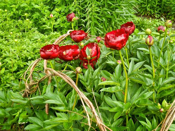 Paeonia broteri 'Buckeye Belle' © onlineflowergarden.com