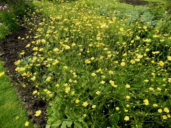 Ranunculus-acris-8466 | Online Flower Garden Ranunculus acris