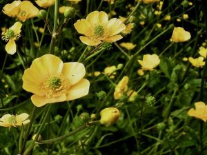 Ranunculus acris | Online Flower Garden