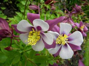 Aquilegia caeruela 'Swan Lavender' | Online Flower Garden