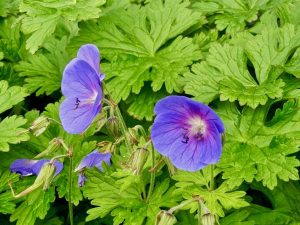 Geranium himalayense | Online Flower Garden