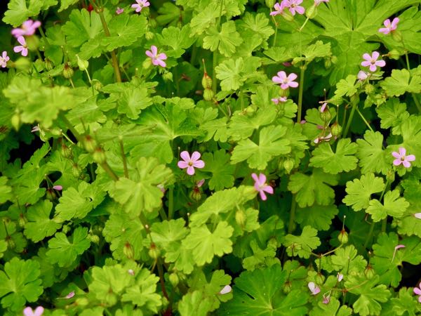 Geranium-lucidum-8541 | Online Flower Garden Geranium lucidum