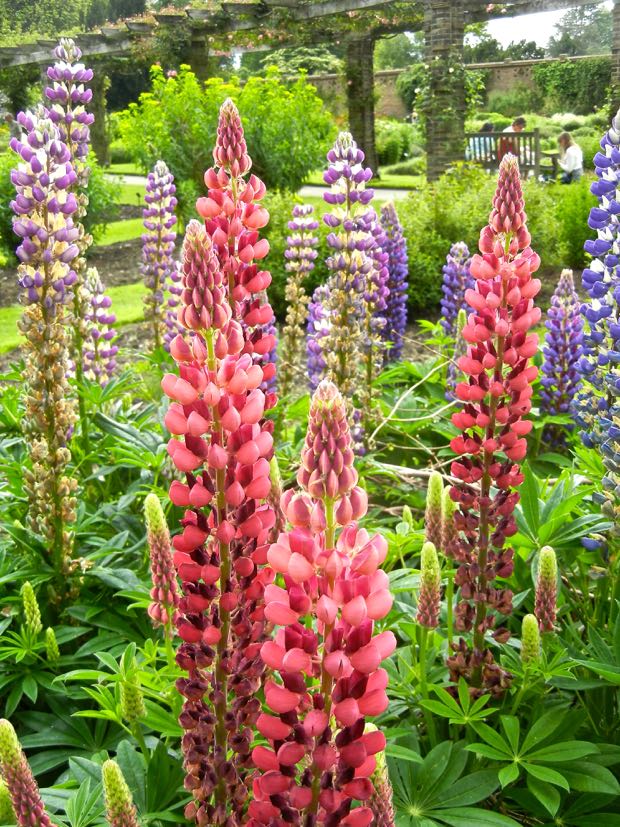 Colorful Lupine